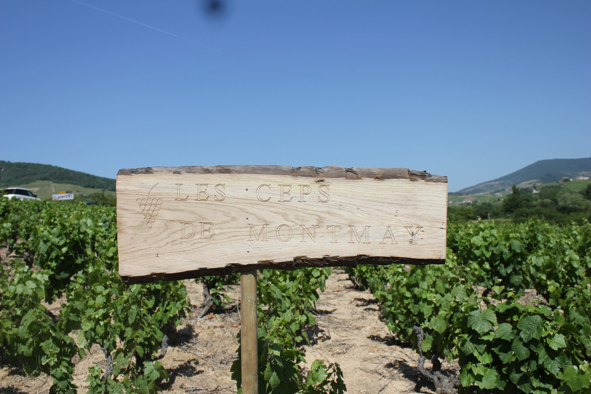 Panneau Ceps de Montmay