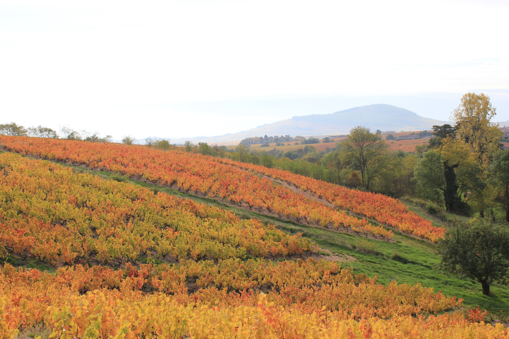 Vignoble automne